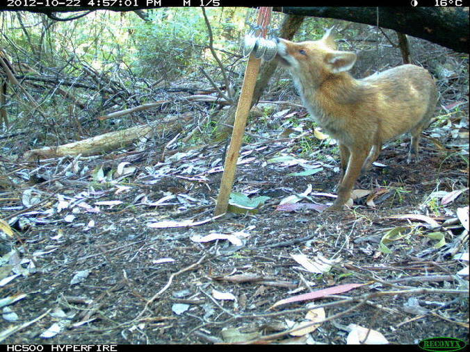Female fox scent-marking a bait station