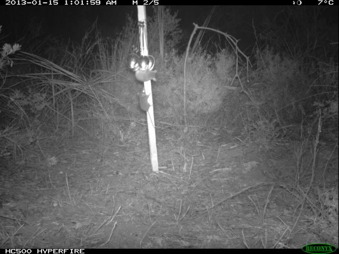 Agile antechinus to left of post, eastern pygmy possum on right